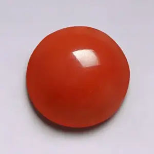 Red Coral - 3.29 Carats